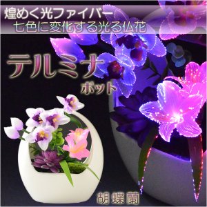 画像: 仏具・お盆飾り【光ファイバー仏花：テルミナポット　胡蝶蘭】お盆用品　霊前灯　提灯　供花　供物　お供え　仏壇用仏具　新盆　初盆　盆花　インテリア行灯